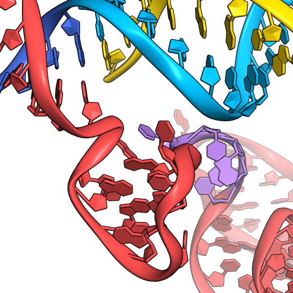 Cas9_nucltype_detail2.png