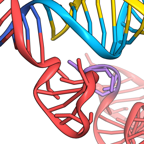 Cas9_nucltype_simple1.png