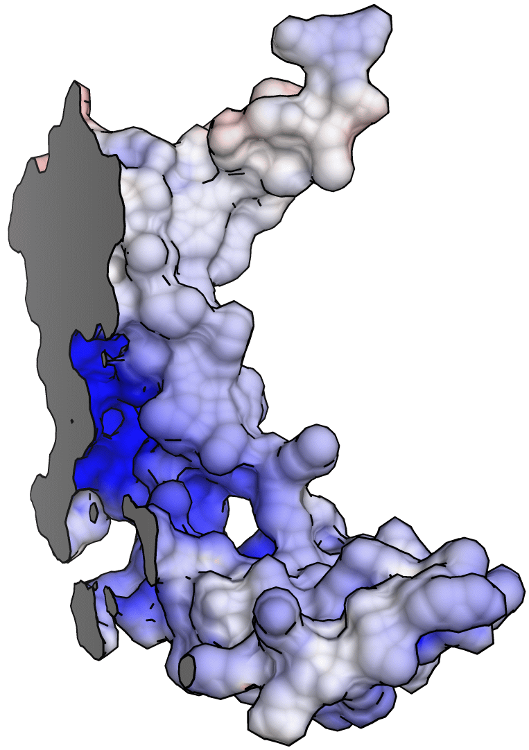 YidC_Surface4-R.png YidC_Surface4-R.png